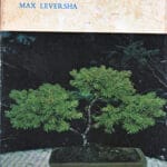 Bonsai - Max Laversha - sc